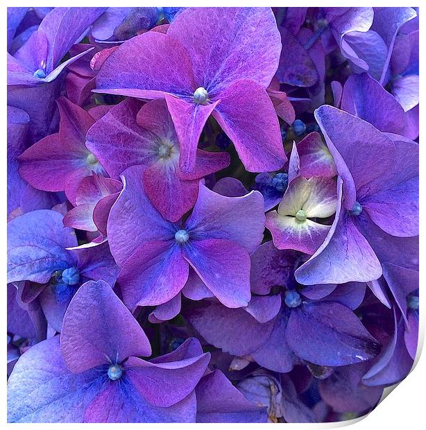  Hydrangea purple flower close up Print by Sue Bottomley