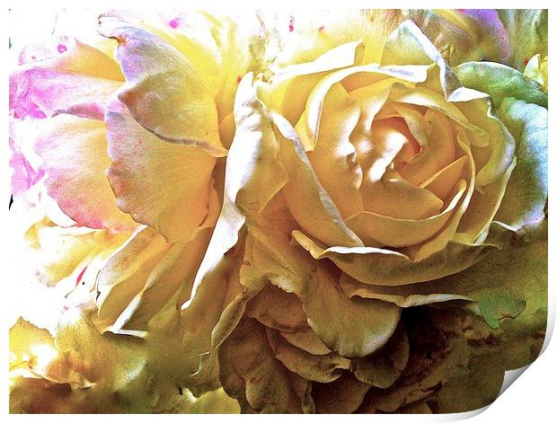  Rose Petals  Print by Sue Bottomley