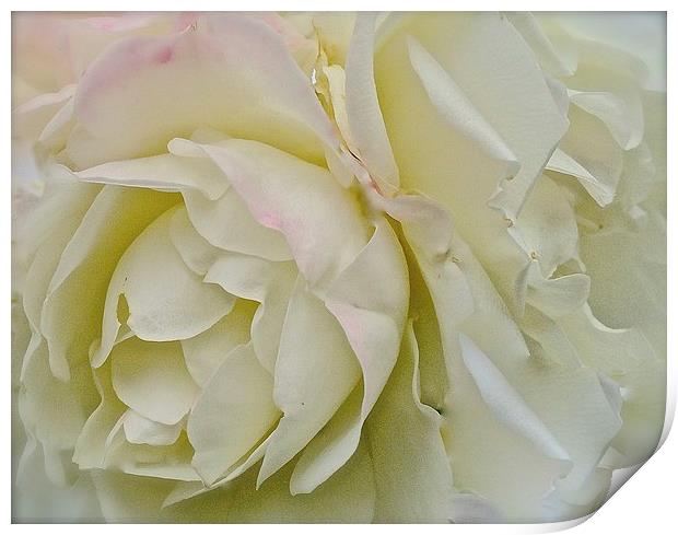  White, Cream and a dash of Pink Rose Print by Sue Bottomley