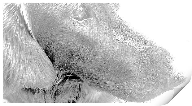  Flat Coat Retriever Labrador Print by Sue Bottomley