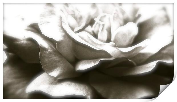  A Black Single Rose Print by Sue Bottomley