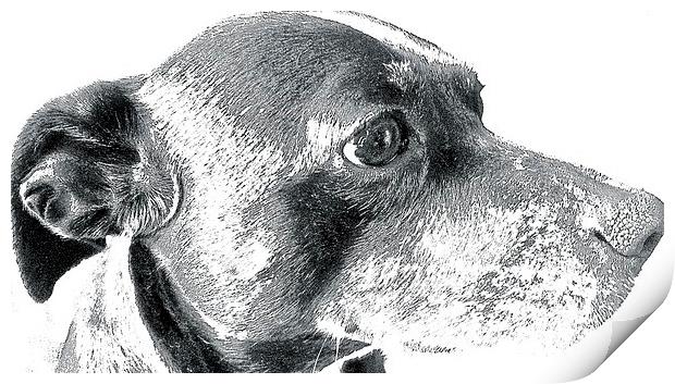   Staffordshire Bull Terrier cross Whippet Print by Sue Bottomley