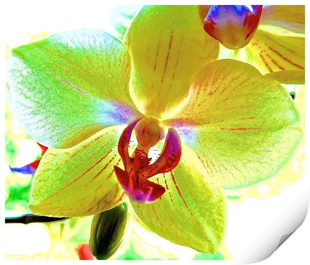  Retro Orchid Flower Print by Sue Bottomley