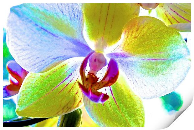 Retro Orchid Flower  Print by Sue Bottomley