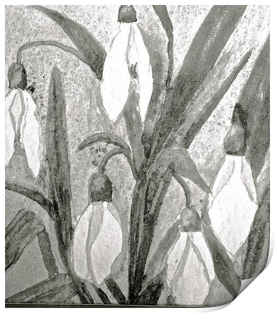  Black and White drawing effect of Snow drops Print by Sue Bottomley