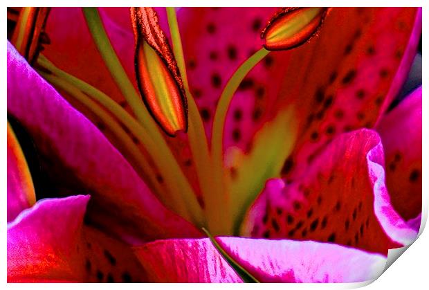 Pink Oriental Lily close up  Print by Sue Bottomley