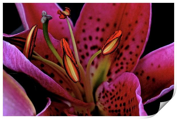 Oriental Pink Lily  Print by Sue Bottomley