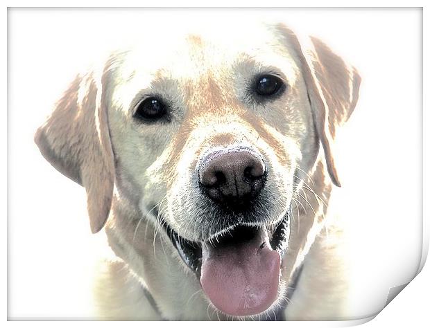  A Happy Labrador Dog Print by Sue Bottomley
