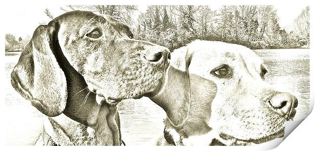  Visla and Labrador Dogs best of friends Print by Sue Bottomley