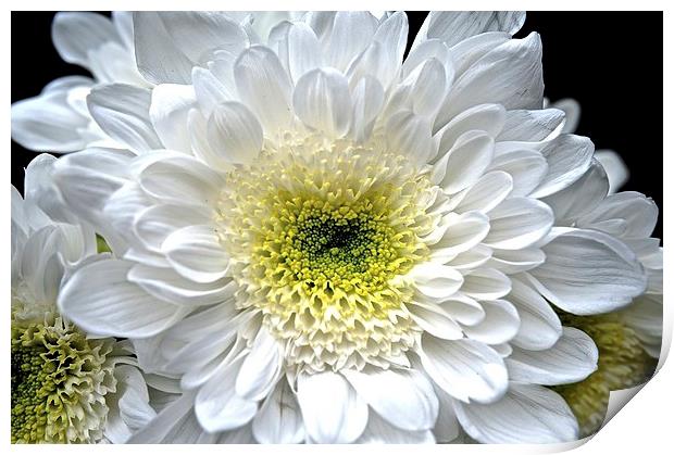  White Aster Royalty Flower Print by Sue Bottomley