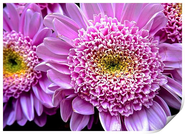 Bright Pink Gerbera Flower  Print by Sue Bottomley