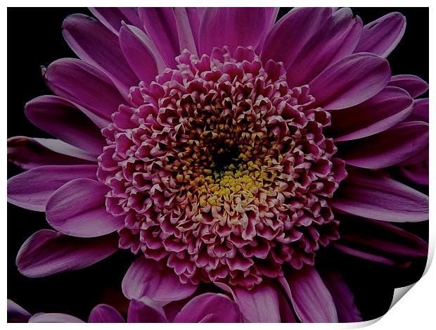  Dark Pink Gerbera Flower Print by Sue Bottomley