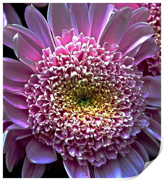 Bight Pink Gerbera Flower  Print by Sue Bottomley