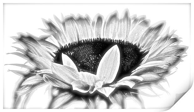  Sun Flower in Black and White Print by Sue Bottomley