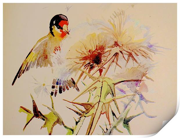  Goldfinch feeding on Thistle seeds Print by Sue Bottomley