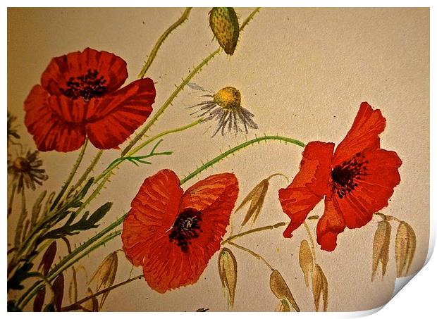  Common Red Poppy with Hare bell and Mayweed Print by Sue Bottomley