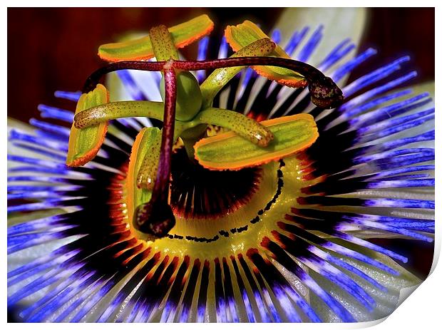 Passion Flower  Print by Sue Bottomley