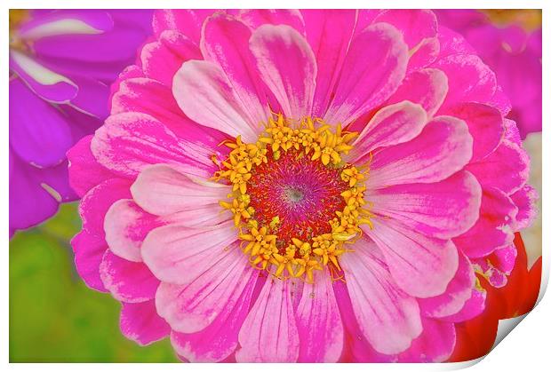 Zinnia Bright Flower  Print by Sue Bottomley