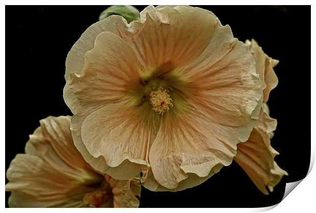 Wild growing Hollyhock Flower  Print by Sue Bottomley