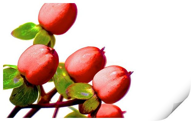  Hypericum Berries Print by Sue Bottomley