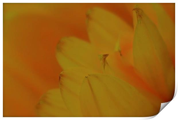  Sunflower petals Print by Sue Bottomley