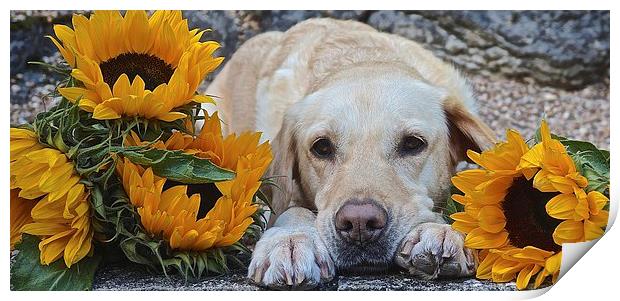 My Labrador My little Sunflower Print by Sue Bottomley