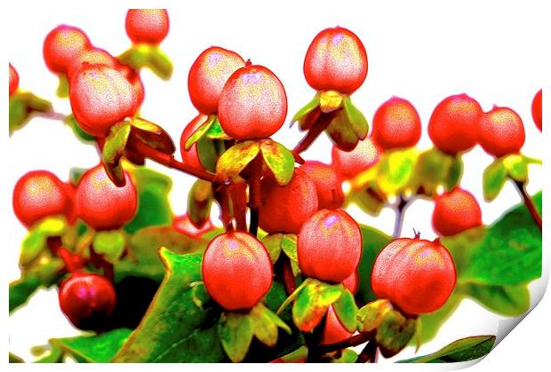  Red Hypericum Berries Print by Sue Bottomley