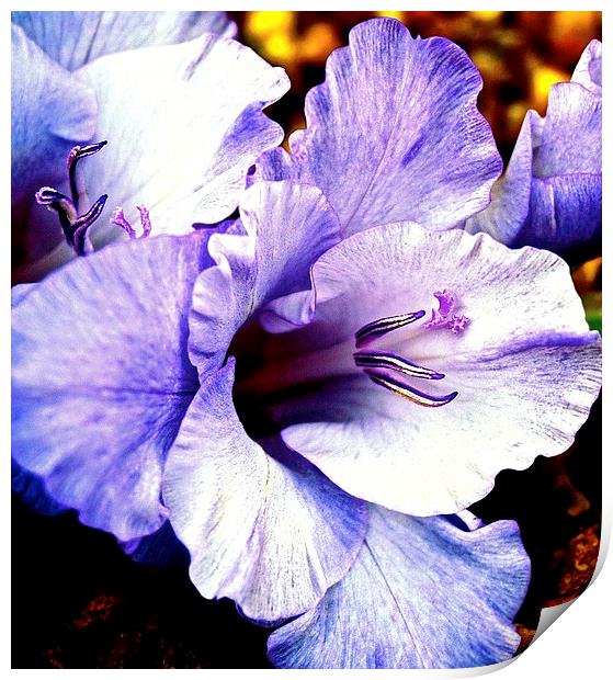 Purple Gladiolus Flower  Print by Sue Bottomley