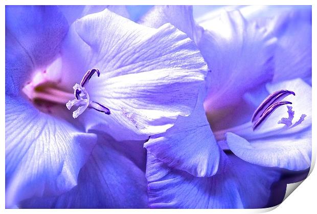 Soft shades of purple Gladiolus Flower  Print by Sue Bottomley