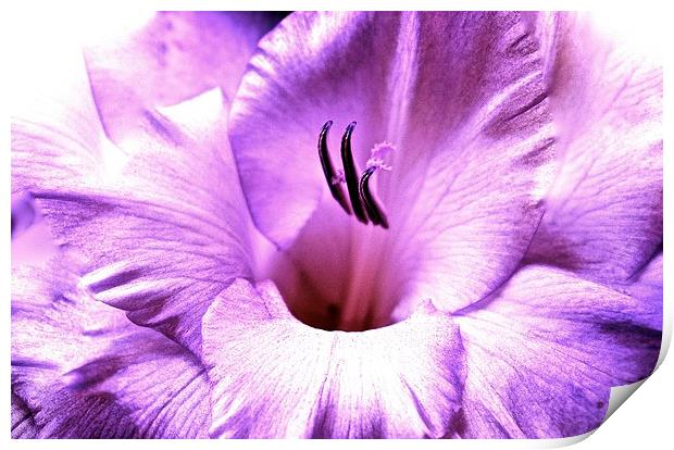 Purple soft shade Gladiolus flower  Print by Sue Bottomley