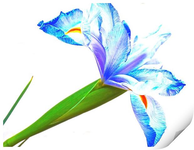 Purple and blue Iris Flower Wisdom and Compliments Print by Sue Bottomley