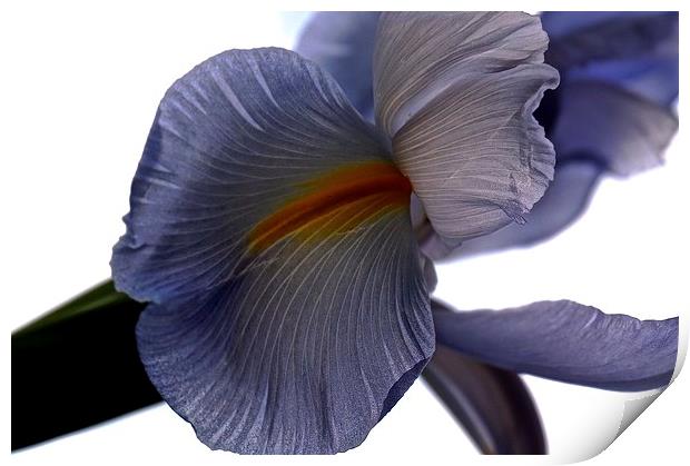 The Rainbow Flower. The Iris Flower  Print by Sue Bottomley