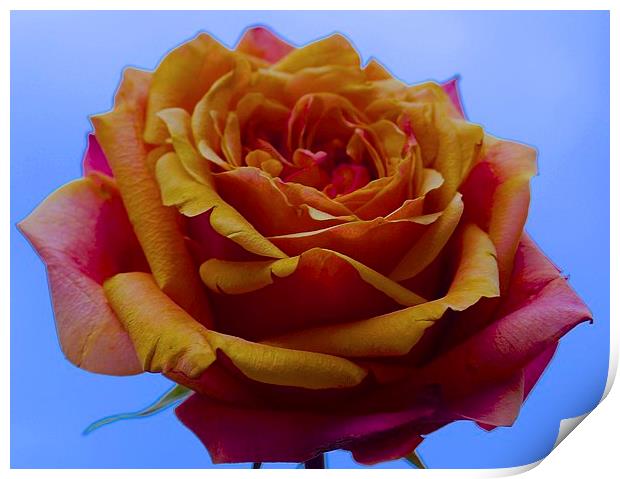  A single Yellow and Red Rose Print by Sue Bottomley