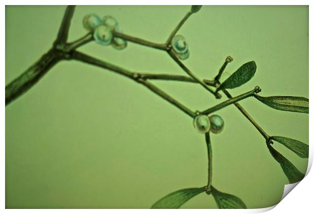  One twig of Mistletoe Print by Sue Bottomley