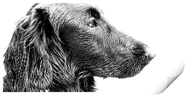  Stunning face of a Flat coat Retriever Dog Print by Sue Bottomley