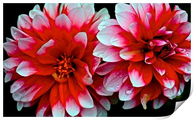  Dahlias Red and White Flowers Print by Sue Bottomley