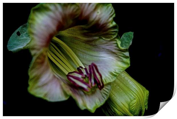 Cobaea Scandens Flower, ( Cup and Saucer Vine )  Print by Sue Bottomley