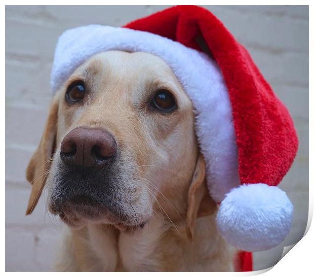 Labrador dog ready for Christmas  Print by Sue Bottomley