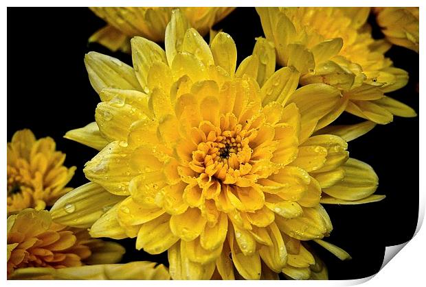  Yellow Carnations with rain droplets on the petal Print by Sue Bottomley