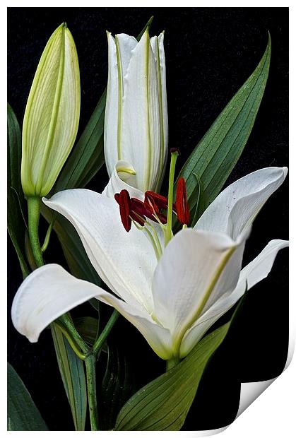 Three White Lily Flowers   Print by Sue Bottomley
