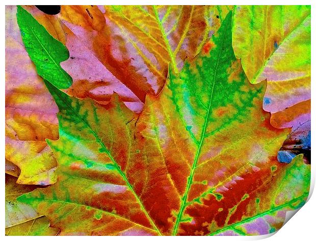  Bright Autumn Leafs Print by Sue Bottomley