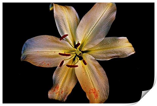  Bold Gold Lily Flower Print by Sue Bottomley
