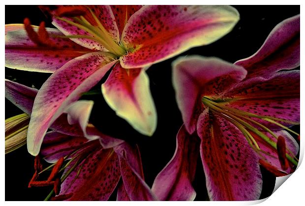 Stargazer Lily flower  Print by Sue Bottomley
