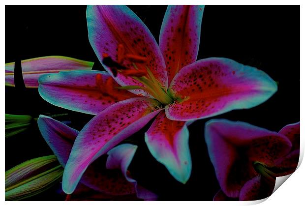 The floral celebrity Stargazer Lilies  Print by Sue Bottomley
