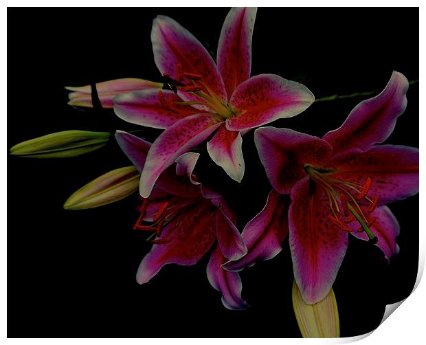 The Floral Celebrity Stargazer Lilies  Print by Sue Bottomley