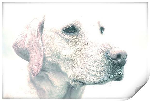  Drawing Photo affect of a Yellow Labrador Dog Print by Sue Bottomley