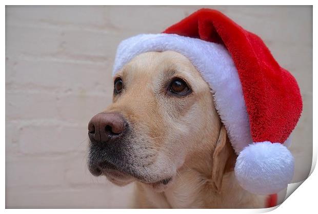 Labrador waiting for Father Christmas  Print by Sue Bottomley