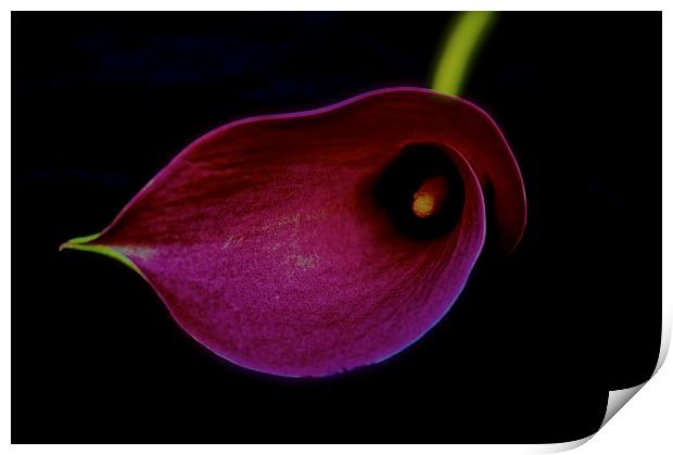 Pink Calla Lily flower head on a black background Print by Sue Bottomley