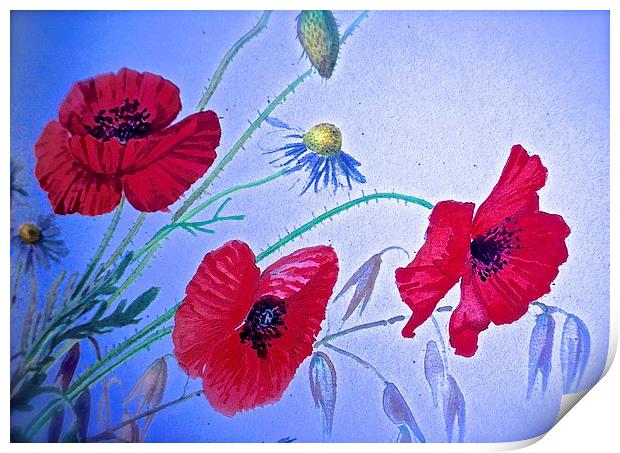  Wild Poppy Drawing Effect Photograph Print by Sue Bottomley