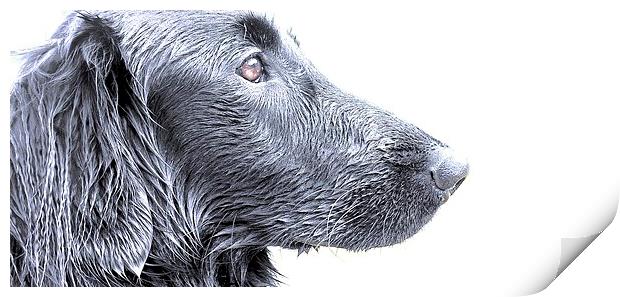 Side view of a Flat Coat Retriever Dog with a sli Print by Sue Bottomley